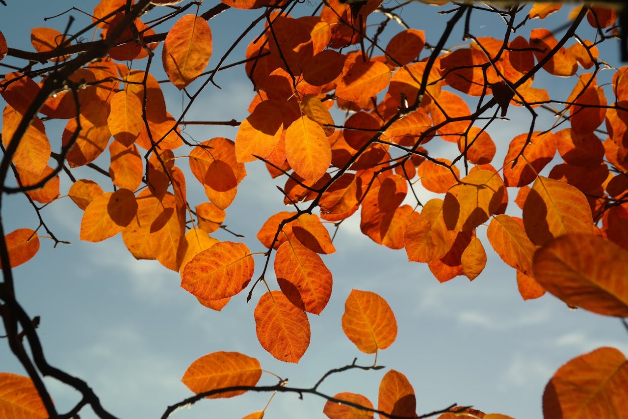 American-Dream-Realty-seasonality American-Dream-Realty-seasonality