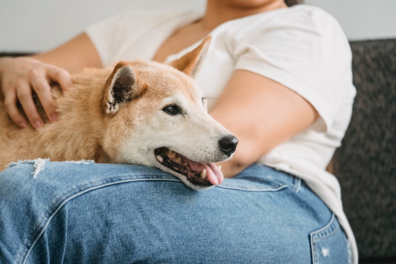American-Dream-Realty-and-Management-service-dog American-Dream-Realty-and-Management-service-dog
