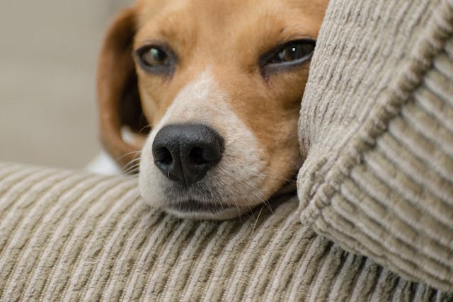 pexels-hilary-halliwell-1084165 puppy-lying-on-a-couch